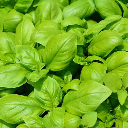 Agrifazenda Panzió