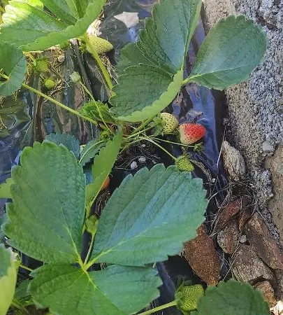 Agrifazenda 科哥莱托