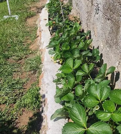 Agrifazenda 住宿加早餐酒店