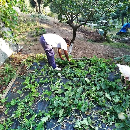 Bed and Breakfast Agrifazenda Cogoleto