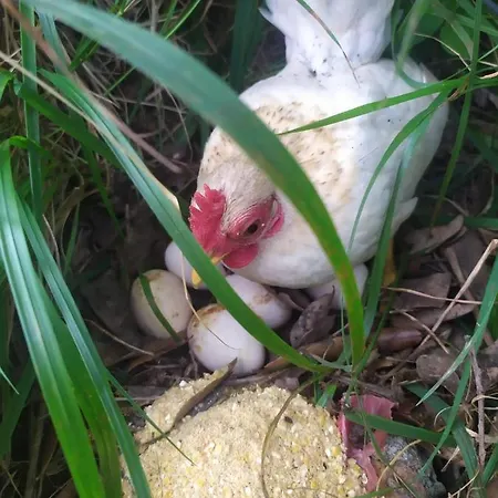 Agrifazenda 科哥莱托