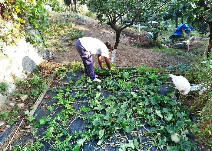 Bed and Breakfast Agrifazenda Cogoleto