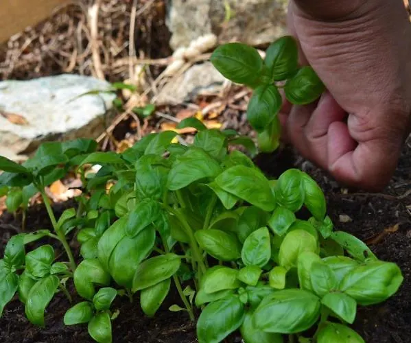 Agrifazenda Bed and Breakfast