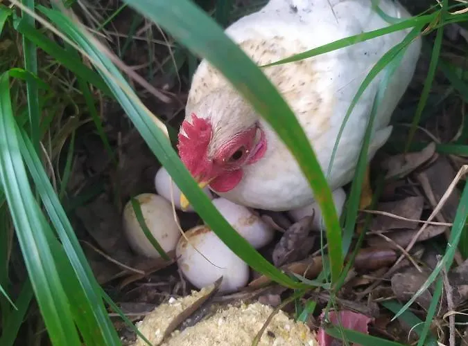 Agrifazenda Cogoleto