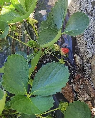 Agrifazenda Cogoleto